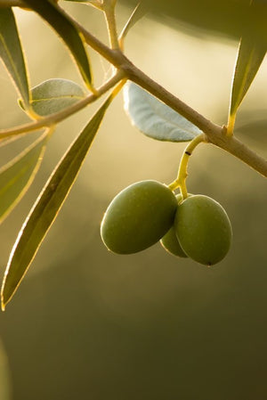 Premium Palestinian Green Olives