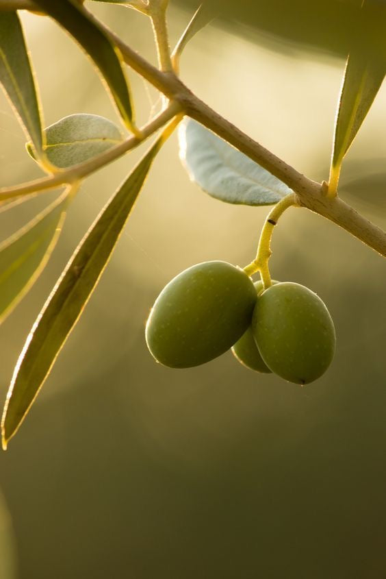 Premium Palestinian Green Olives
