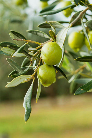 Premium Palestinian Green Olives