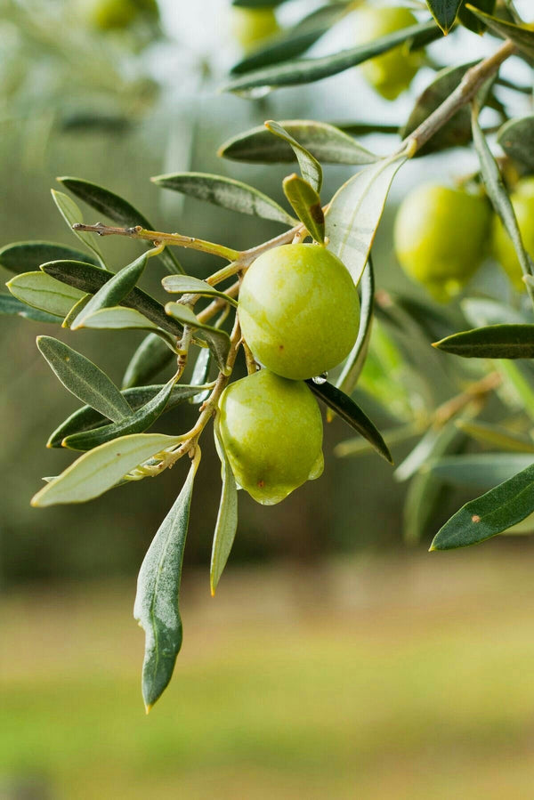 Premium Palestinian Green Olives