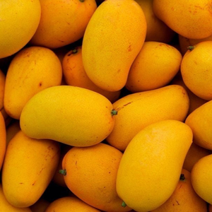 Premium Yemeni Mangoes
