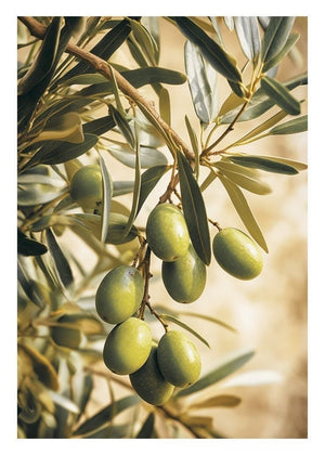 Premium Palestinian Green Olives