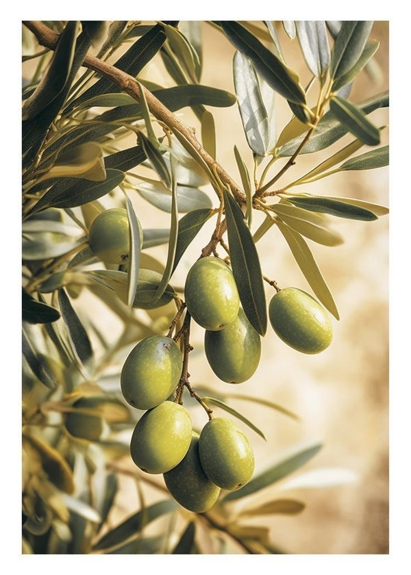 Premium Palestinian Green Olives