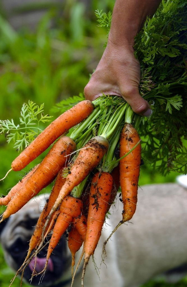 Premium Vegetables (Price on Request)